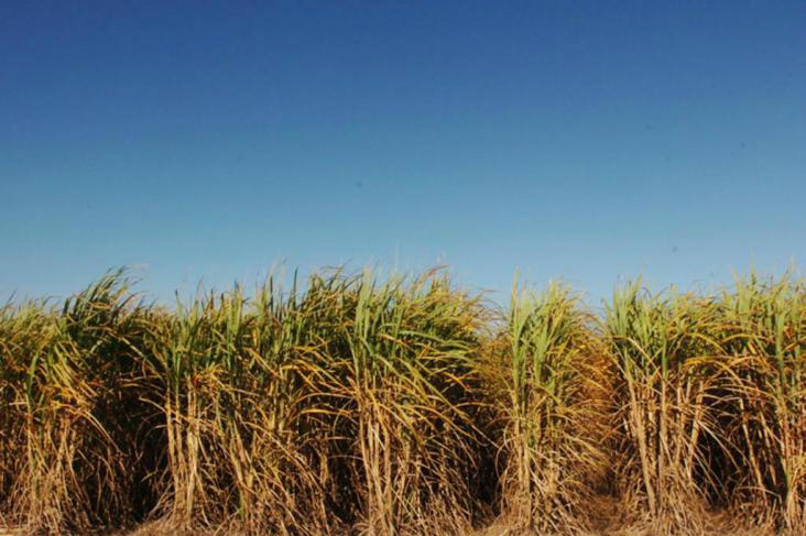 Seca deve reduzir safra de cana-de-açúcar em 2,8%, calcula Unica Seca deve reduzir safra de cana-de-açúcar em 2,8%, calcula Unica