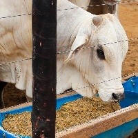 Mercado do boi gordo firme em meio à pandemia