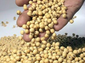 Cotação da Soja em Grão Sc (60kg) para Mato Grosso do Sul Cotação da Soja em Grão Sc (60kg) para Mato Grosso do Sul