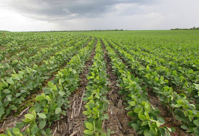 Pesquisa pode avançar com nova Lei de Proteção de Cultivares Foto: Divulgação