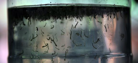 OMS convoca comitê de emergência para tratar do vírus Zika