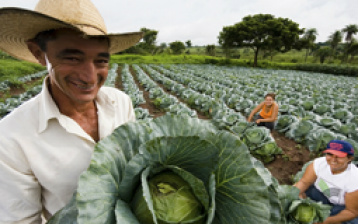 Aprovada criação da Política Nacional de Agricultura Urbana