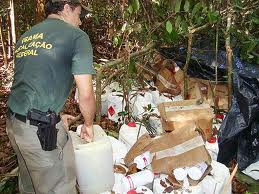 Uso de agrotóxico pode intensificar desmatamento na Amazônia.
