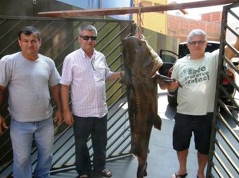 Pescadores capturam peixe gigante de 85 quilos no rio Ivinhema Pescadores capturam peixe gigante de 85 quilos no rio Ivinhema