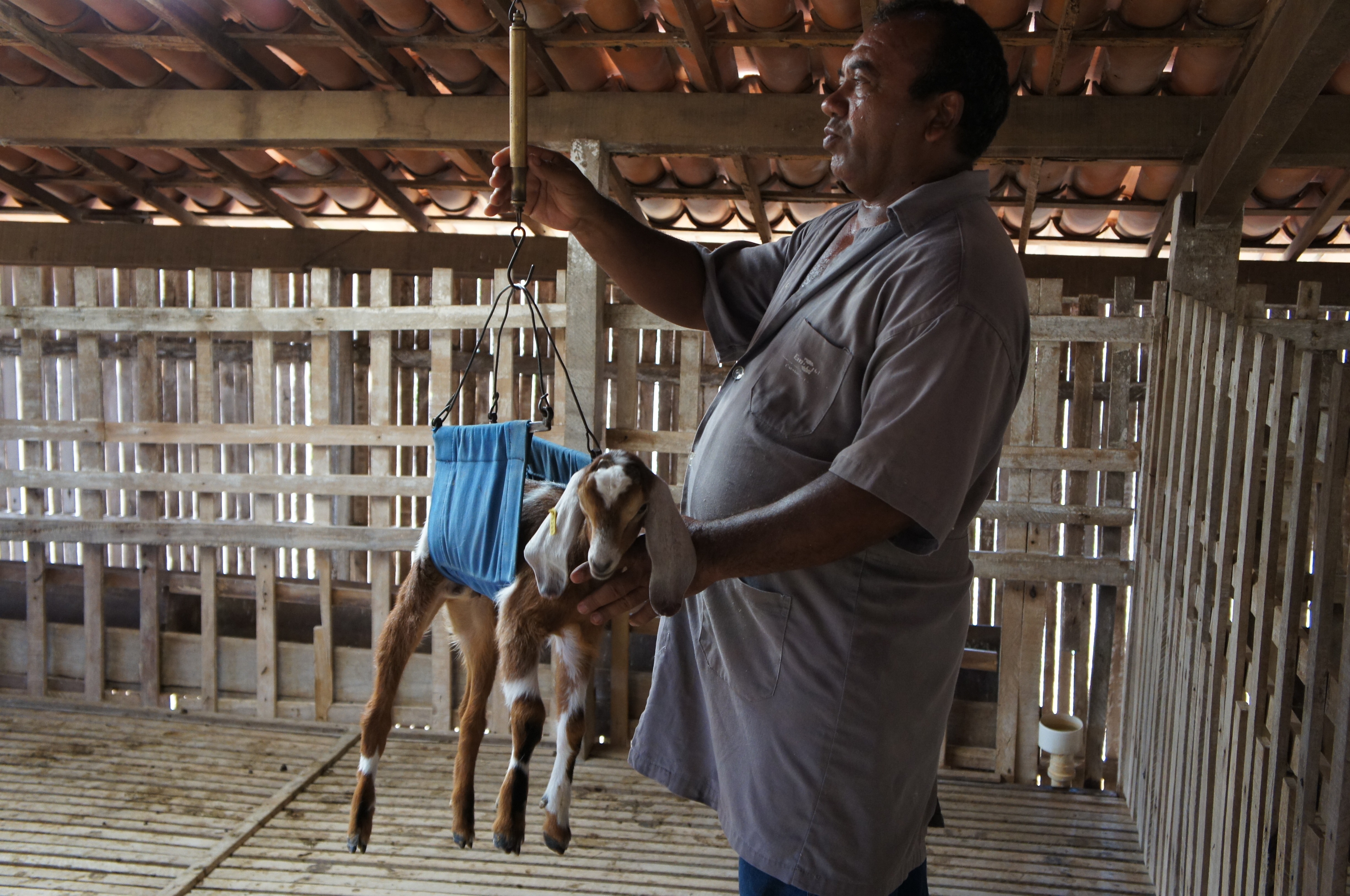 Cuidados no período de parição previnem perdas para criadores caprinos e ovinos