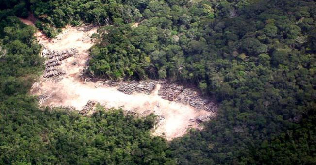Desmate na Amazônia na mira de oito países