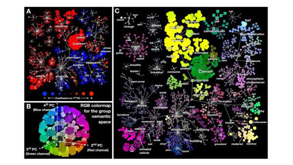 Mapa mostra como o nosso cérebro organiza o cotidiano