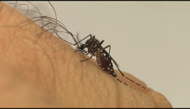 Dilma discute com governadores ações de combate ao Aedes aegypti O governo federal promove hoje (29) um dia de mobilização para eliminar possíveis criadores do Aedes aegypti, mosquito que transmite dengue, chikungunya e zika