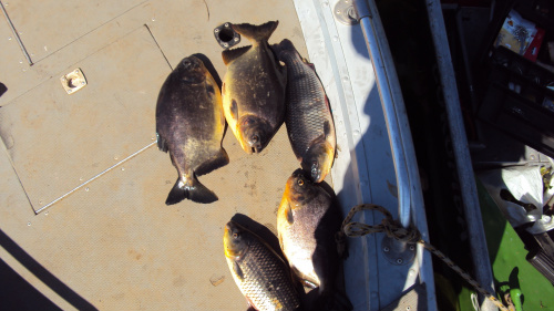 PMA prende três pescadores paulistas no Pantanal