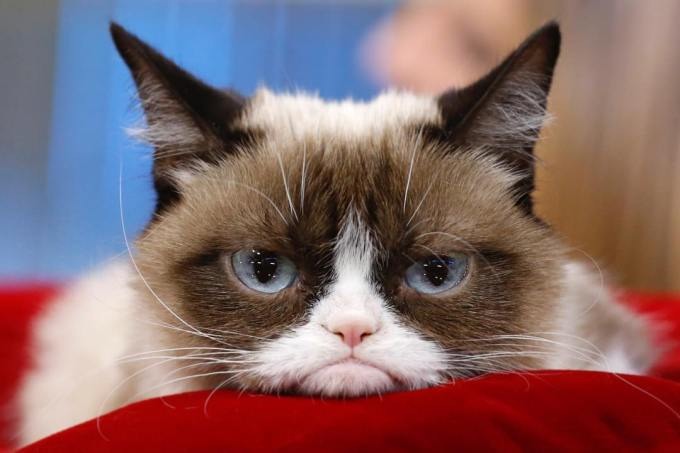 Morre Grumpy Cat, o gato rabugento mais amado da internet Morre Grumpy Cat, o gato rabugento mais amado da internet