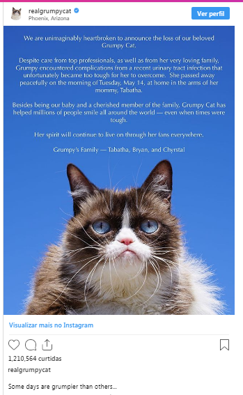 Morre Grumpy Cat, o gato rabugento mais amado da internet Morre Grumpy Cat, o gato rabugento mais amado da internet