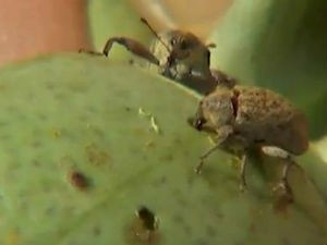 Bicudo é uma das pragas que está atacando aslavouras de algodão (Foto: Reprodução/TV Morena)
