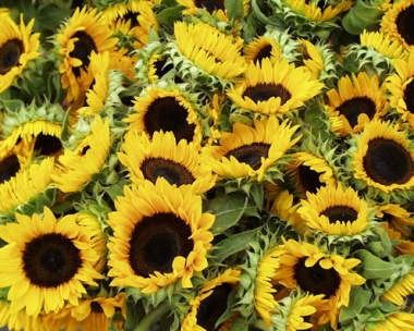 Estabelecidas normas para plantio de girassol em quatro estados e no DF