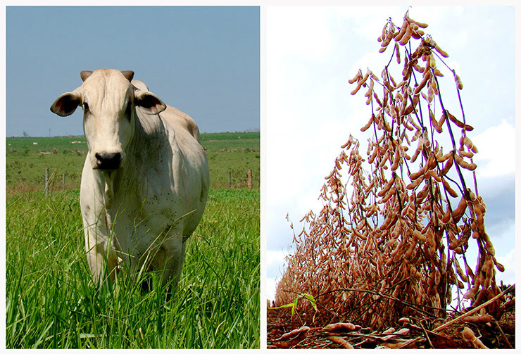 Exportações do agronegócio em MS registram recorde em 2015 As exportações sul-mato-grossenses do agronegócio totalizaram 10,6 milhões de toneladas em 2015 / Foto: Divulgação