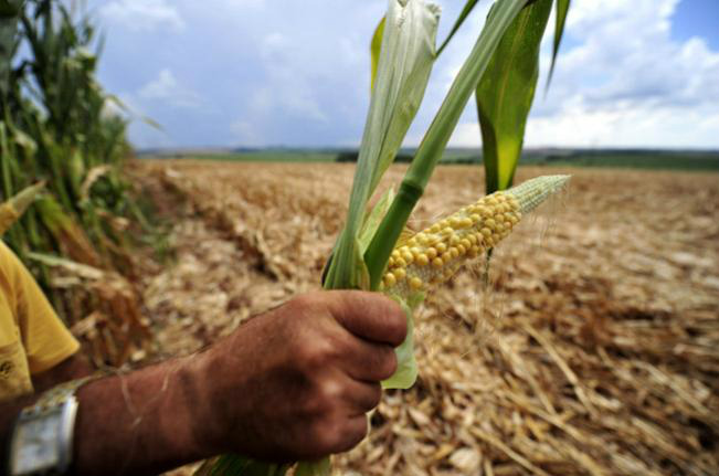 Governo apura prejuízos com a quebra de safra