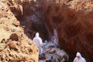 Paraguai sacrifica 168 animais contaminados com febre aftosa