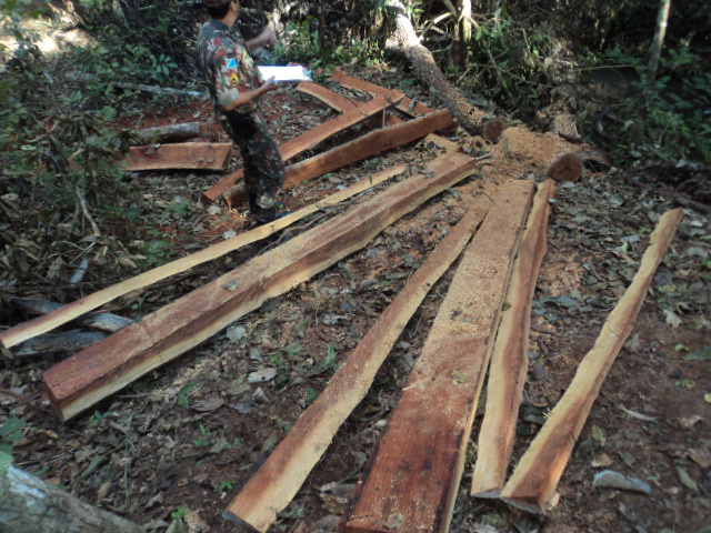 PMA autua assentado em R$ 2,7 mil por exploração ilegal de madeira