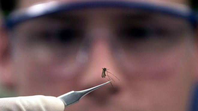 Transmitido por mosquitos, zika foi identificado pela primeira vez em humanos em 1952 