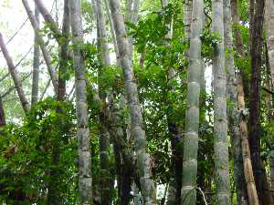 Bambu para o ecodesenvolvimento Bambu para o ecodesenvolvimento