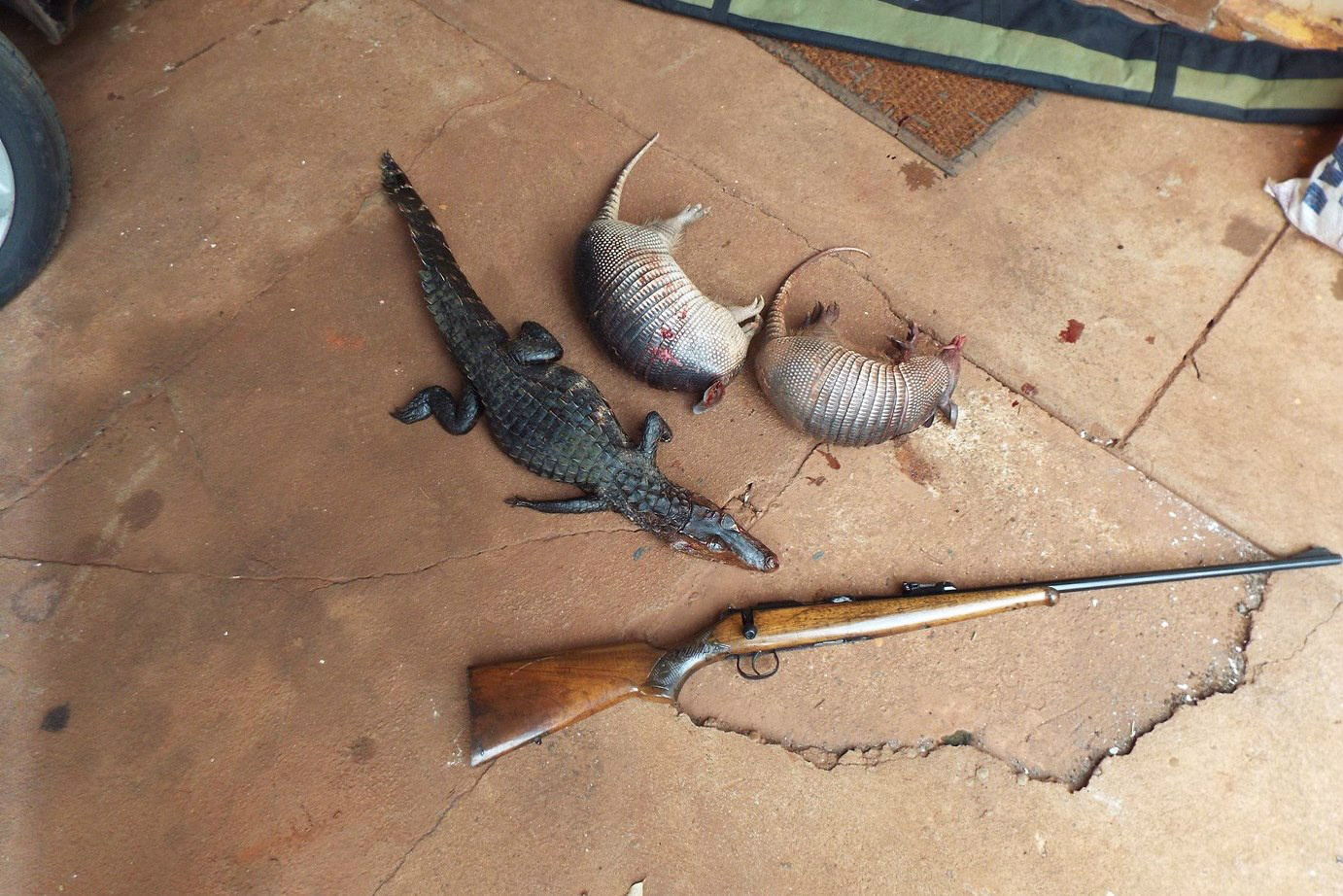 Animais e arma apreendidos em Selvíria.