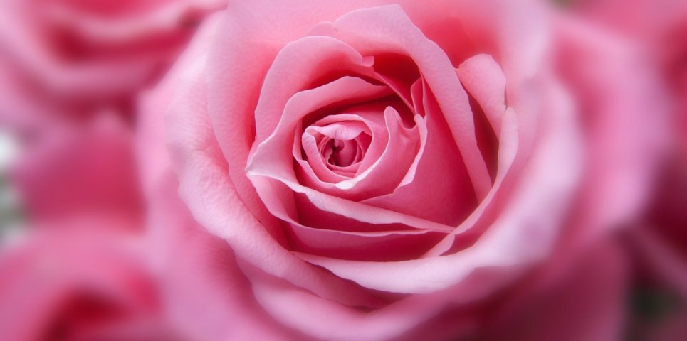 Você sabia que, cientificamente, a cor rosa não existe? Foto: Divulgação