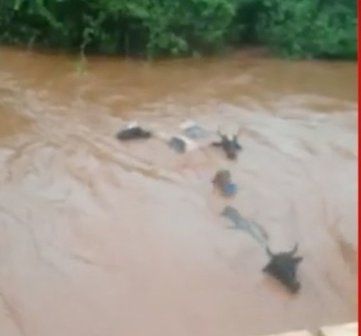 Animais arrastados na correnteza — Foto: Site/Itaporãnews