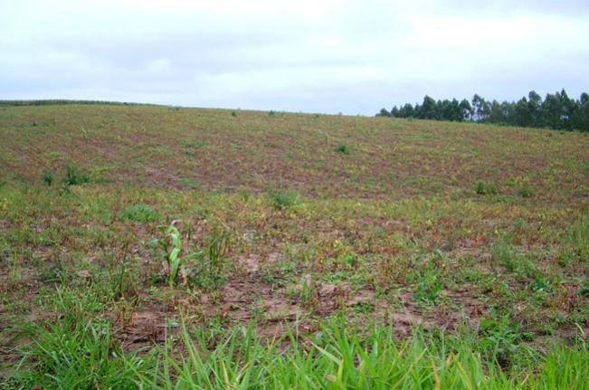 Conab reduz previsão para safra 2011/2012