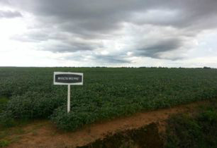 Foto: Esalq/Divulgação