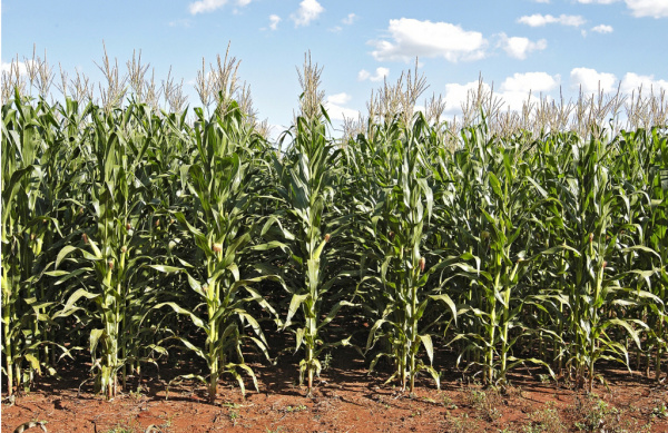 Em MS, produtores devem colher 4,4 mi de toneladas de milho safrinha