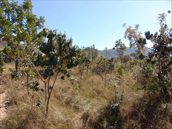 Em setembro de 2010, o bioma passou a receber maior atenção do governo, com o lançamento, pelo Ministério do Meio Ambiente (MMA), do PPCerrado.