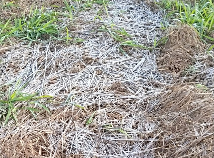 A foto foi tirada pelo leitor Djaime Luiz Rauzer em uma propriedade rural na saída para Coronel Sapucaia 