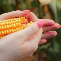 Preço do milho tem comportamento distinto entre regiões Foto: Marcel Oliveira