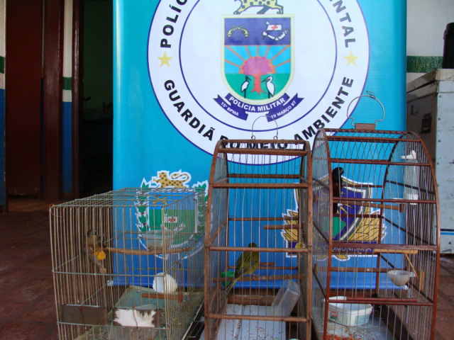 PMA autua homem em R$ 1,5 mil por criar aves ilegalmente em Sidrolândia