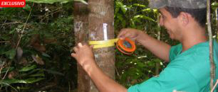 Metodologia envolve conversão da exploração madeireira convencional para manejo florestal que utilize técnicas de Exploração de Impacto Reduzido