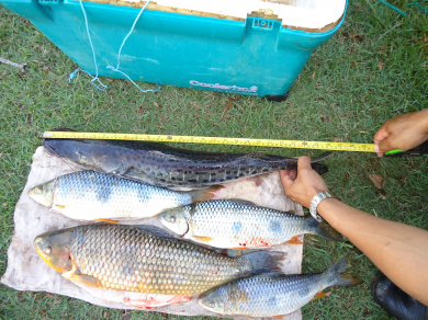 PMA autua homem com peixe ilegal no centro de Três Lagoas