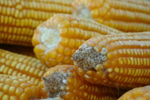 Previsão é que MS colha em média 82,7 sacas de milho por hectare, aponta SIGA