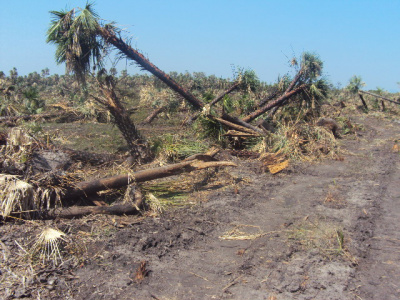 PMA autua propriedade rural em R$ 42,3 mil por desmatamento ilegal