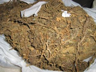 Polícia Militar de Amambai apreende maconha na Vila Cristina