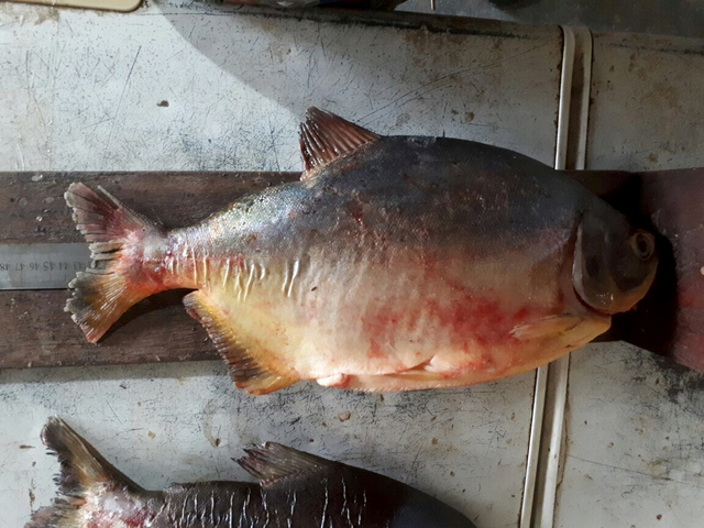 Pescado medida Piquiri Coxim 9 de setembro de 2017
