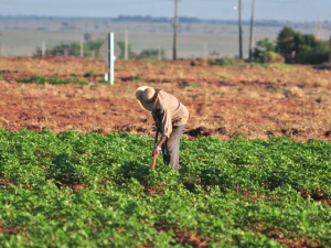 Safra de grãos 2011-2012 em MS fechará em 9,5 milhões de toneladas