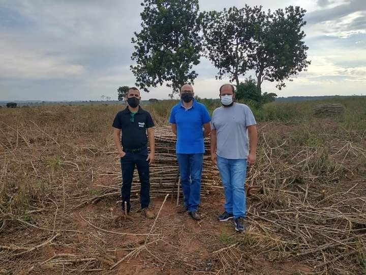Vice-prefeito de Amambai visita empresários e busca novos investimentos Vice-prefeito Rodrigo Selhorst e o secretário Sérgio Felizarodo, durante visita em lavoura de mandioca na fazenda São Geraldo / Foto: Divulgação
