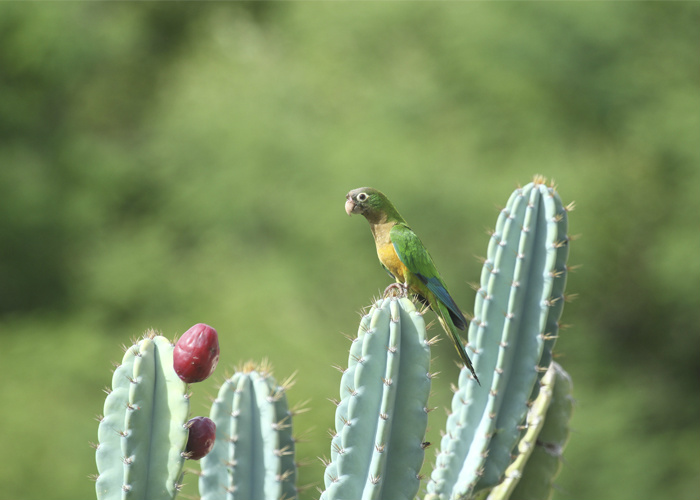 Cactáceas da Caatinga combatem radicais livres Foto: Divulgação