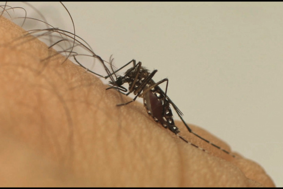 Zika: OMS discute se declara emergência internacional em saúde pública