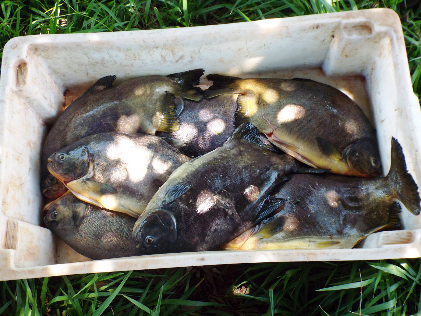PMA prende dois pescadores por pescar durante a piracema em Selvíria
