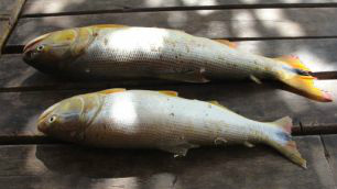 Pescador é preso com peixes fora da medida em Corumbá Pescador é preso com peixes fora da medida em Corumbá