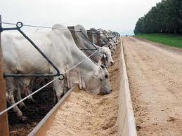 Planejamento é essencial na criação de bovinos por confinamento Planejamento é essencial na criação de bovinos por confinamento