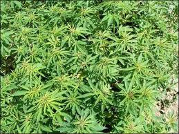 México descobre a maior plantação de maconha de sua história