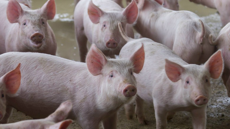 Exportações de carne suína crescem 36,4% Foto: Divulgação