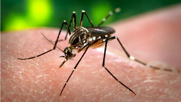 Mapa da dengue mostra que 157 municípios estão em situação de risco Três capitais estão em situação de risco: Cuiabá, Rio Branco e Porto Velho