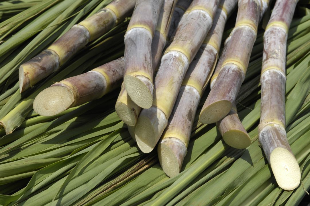 Cana: chuvas prejudicam colheita e usinas priorizam a produção de etanol